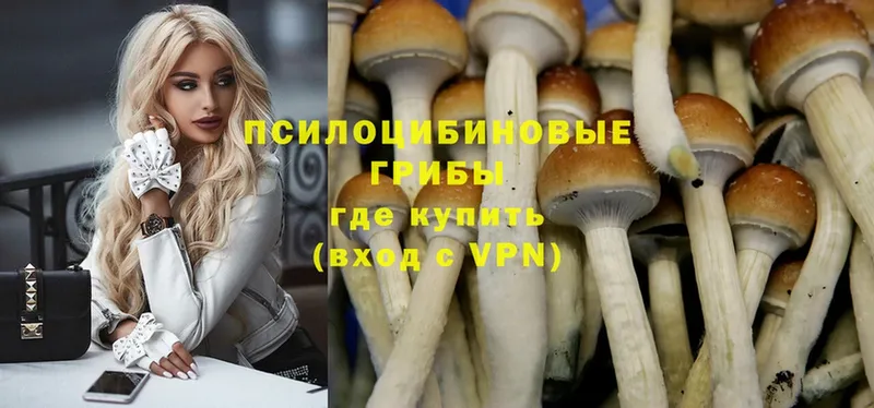 купить наркотик  Железногорск  Галлюциногенные грибы Magic Shrooms 